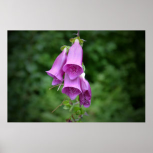 Poster Foxglove Down Light
