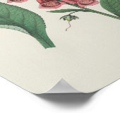 Poster Foxglove Fleur sauvage Fleur botanique (Coin)