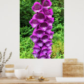 Poster Foxglove Flowers, Oregon (Cuisine)