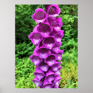 Poster Foxglove Flowers, Oregon