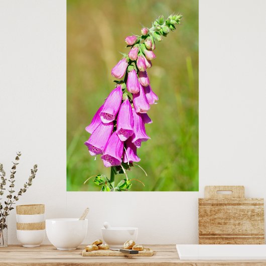 Poster Foxglove pourpre (Cuisine)