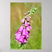 Poster Foxglove pourpre (Devant)