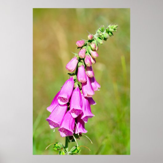 Poster Foxglove pourpre (Devant)