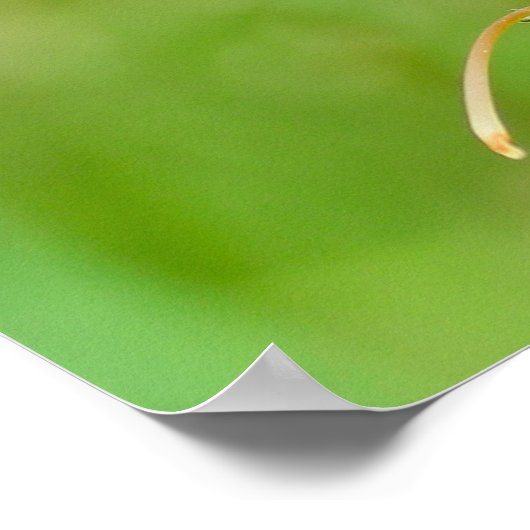 Poster Foxglove pourpre (Coin)