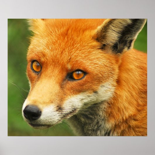 Poster Foxy Lady (Devant)