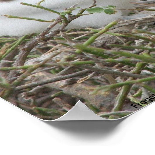 Poster Fragata (frégate, Isla Seymour, Galapa (Coin)