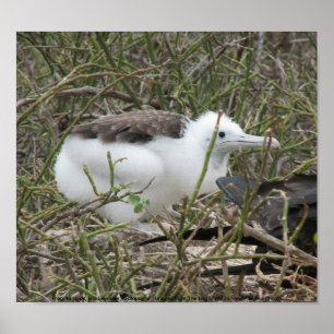 Poster Fragata (frigate bird) chick, Isla Seymour, Galapa