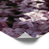 Poster Fragrant Lilac (Coin)