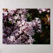 Poster Fragrant Lilac (Devant)