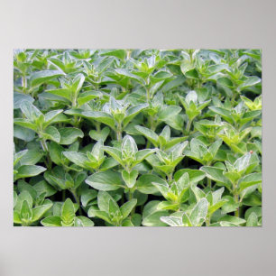 Poster Fragrant Oregano