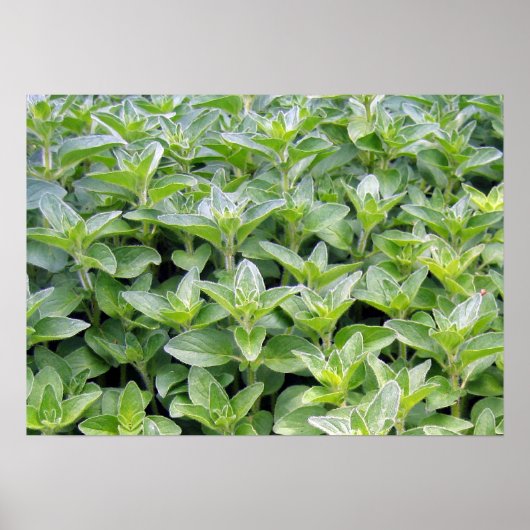 Poster Fragrant Oregano (Devant)