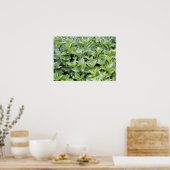 Poster Fragrant Oregano (Cuisine)