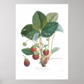 Poster Fraise (Devant)
