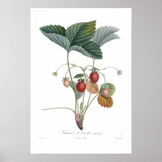 Poster Fraise (Devant)