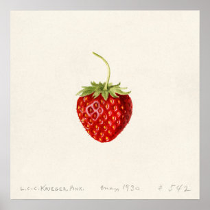 Poster Fraise (Fragaria) (1930) par Louis Charles