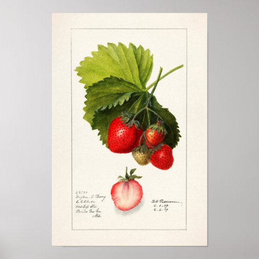 Poster Fraises (Fragaria) Aquarelle de fruits Peinture (Devant)
