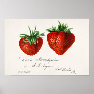 Poster Fraises (Fragaria) Aquarelle de fruits Peinture