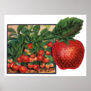 Poster Fraises vintages, Plantes de fraises sur une ferme