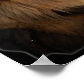 Poster Fram Lion-6775e11x11africaine (Coin)