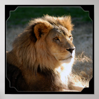 Poster Fram Lion-6775e11x11africaine
