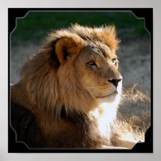 Poster Fram Lion-6775e11x11africaine (Devant)