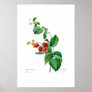 Poster Framboise