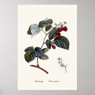 Poster Framboise