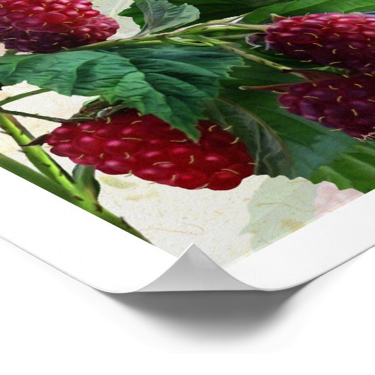 Poster Framboise (Coin)