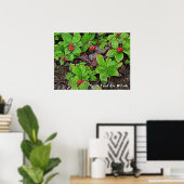 Poster Framboise aux baies (Bureau à domicile)