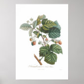 Poster Framboise blanc (Devant)