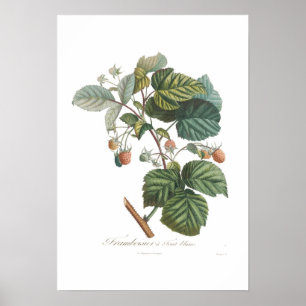 Poster Framboise blanc