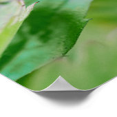 Poster Framboise rouge sauvage qui continue à pousser Pho (Coin)