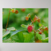 Poster Framboise rouge sauvage qui continue à pousser Pho (Devant)