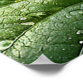 Poster Framboises rouges mûres (Coin)