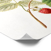 Poster Framboises rouges (Rubus Xnégligectus) Peinture au (Coin)