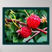Poster Framboises sauvages (Devant)