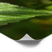 Poster Framboises sauvages dans les Alpes - Green & Red P (Coin)