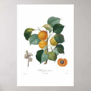 Poster Franc d'Abricot-Albergia