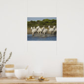 Poster France, Camargue. Chevaux traversent l'estuaire 3 (Cuisine)