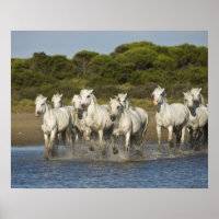 France, Camargue. Chevaux traversent l'estuaire 3