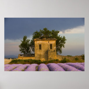Poster France, Provence. Champ de lavande et