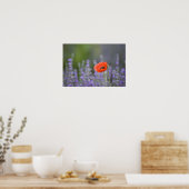 Poster France, Provence. Coquelicot solitaire dans un cha (Cuisine)