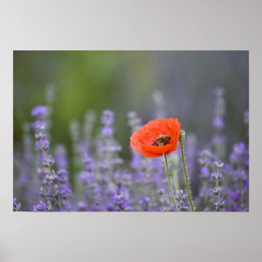 Poster France, Provence. Coquelicot solitaire dans un cha (Devant)