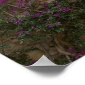 Poster France, Provence, Eze. Rose Brillant (Coin)