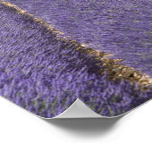 Poster France, Provence. Rangées de lavande en fleurs. (Coin)