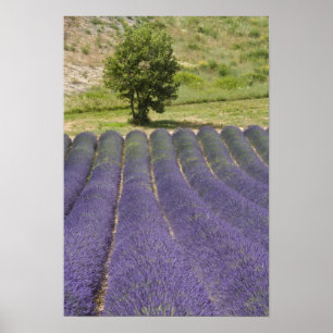 Poster France, Provence. Rangées de lavande en fleurs.