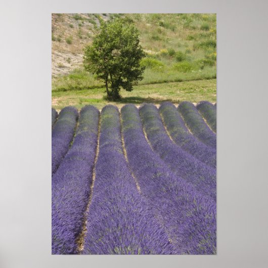 Poster France, Provence. Rangées de lavande en fleurs. (Devant)