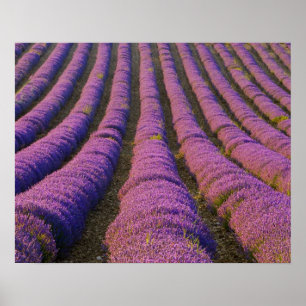 Poster France, région Provence. Rangées ordonnées de