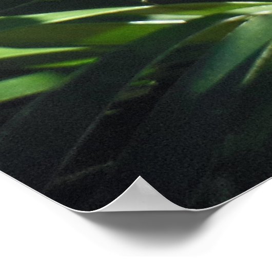 Poster Frances Palm (Coin)