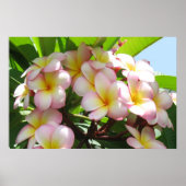 Poster Frangipani (Devant)